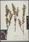 Foto von Salix viminalis L.